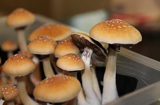 Psilocybe Cubensis